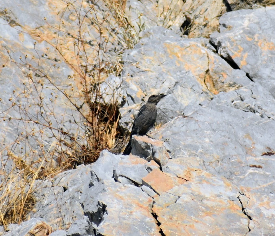 Blue Rock-Thrush - ML640222519