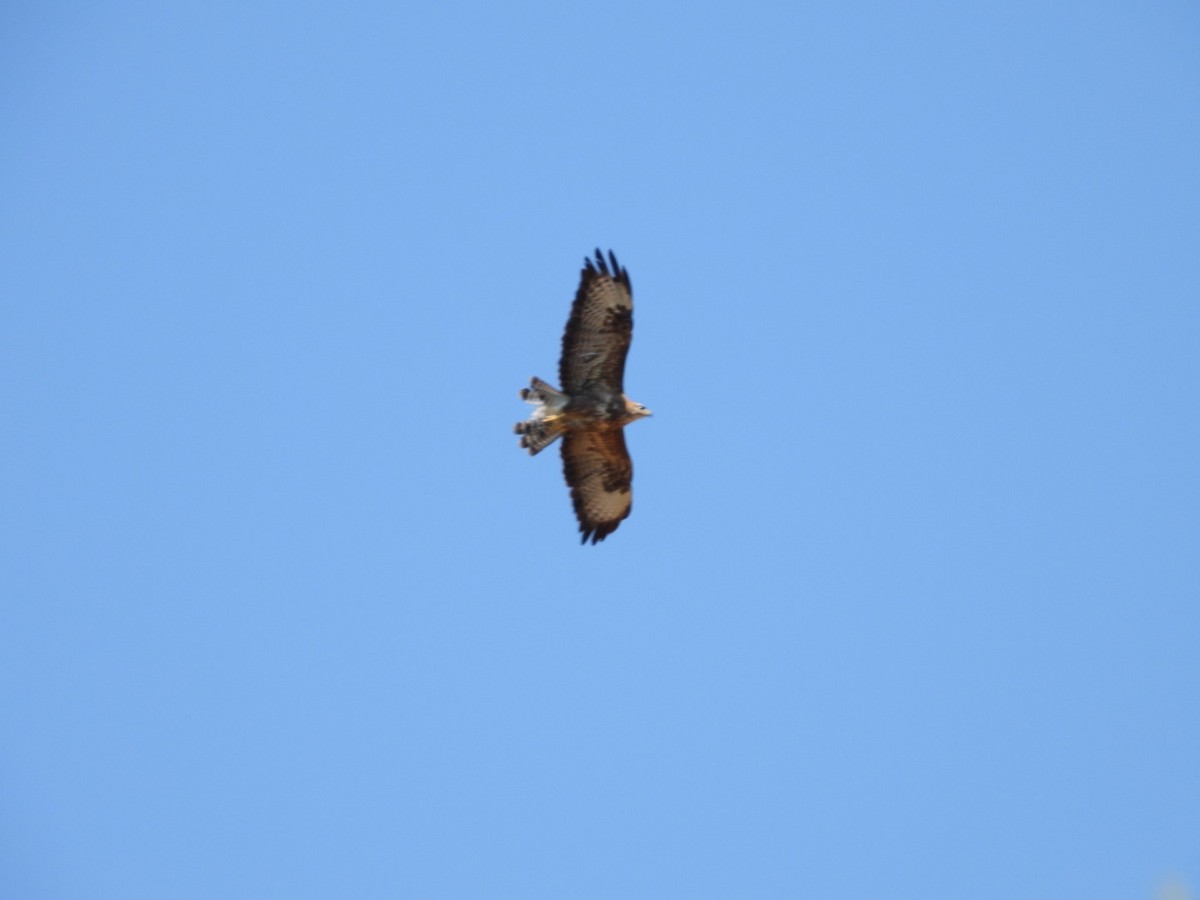 Common Buzzard - ML640222520