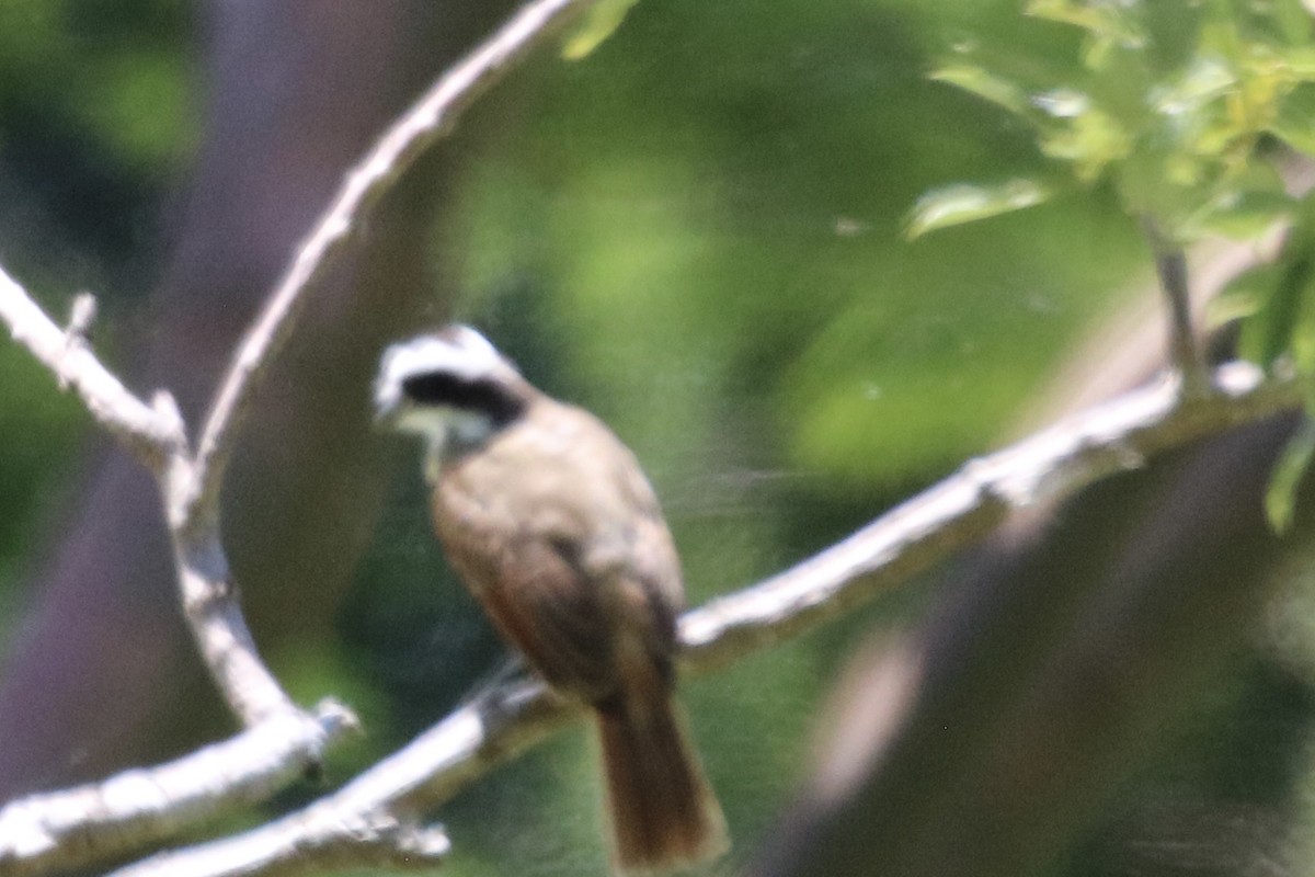 Piratic Flycatcher - ML640222523