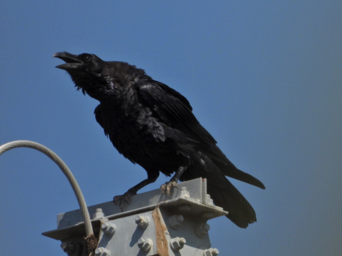 Common Raven - ML640222524