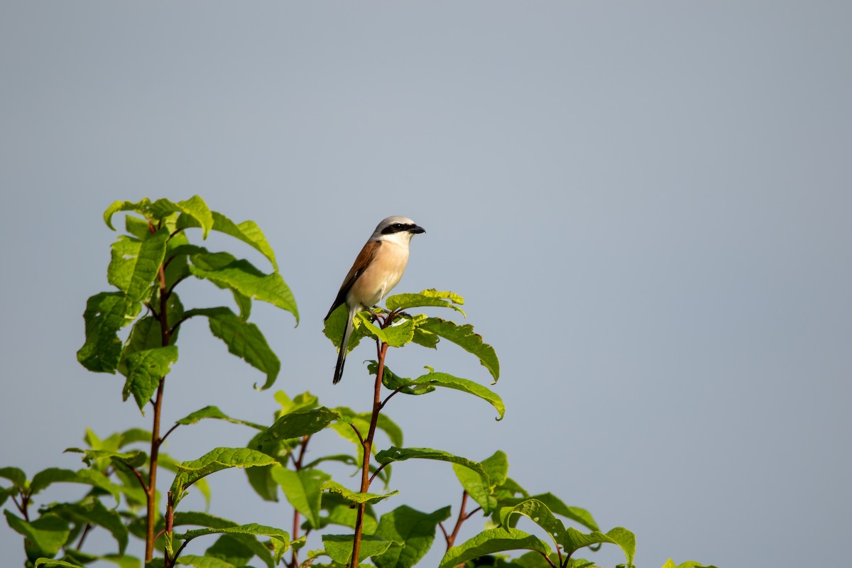 Red-backed Shrike - ML640222584