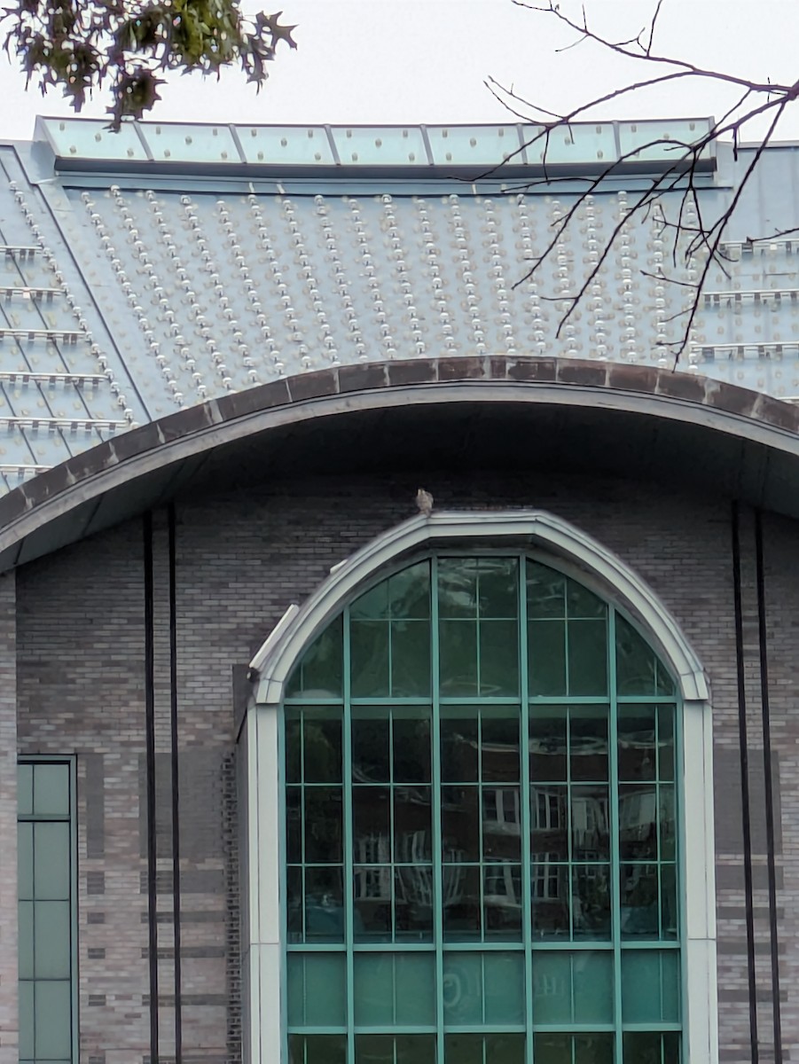 ハヤブサ - ML640222664