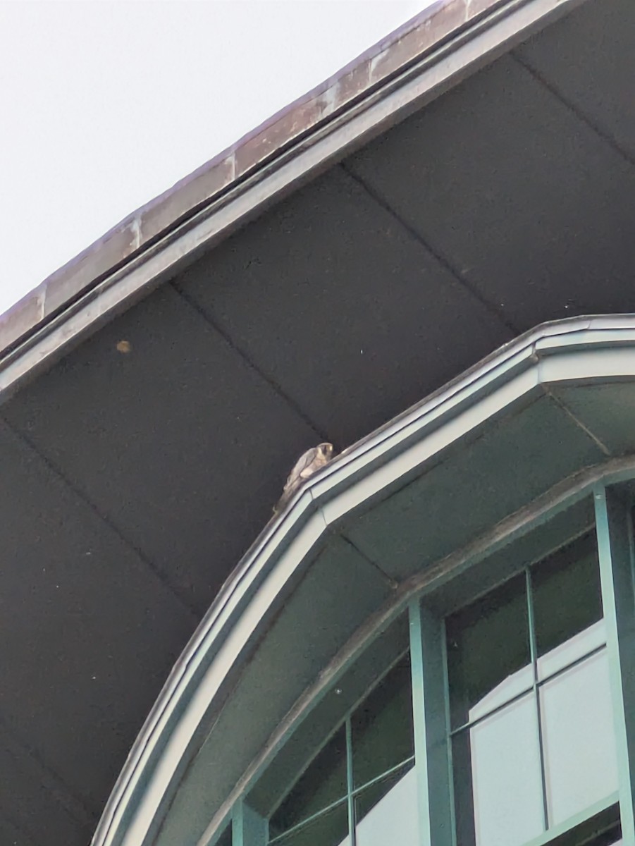 ハヤブサ - ML640222665