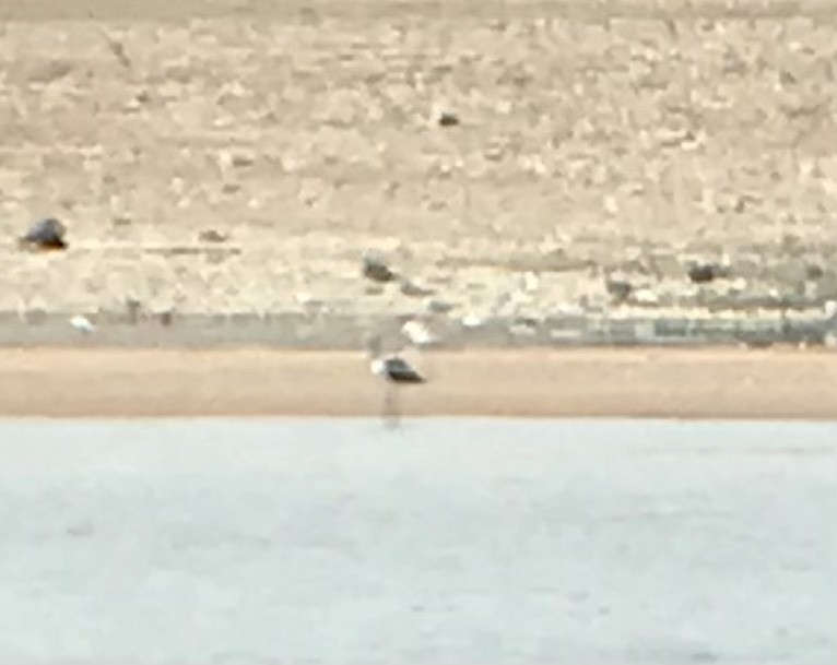 American Avocet - ML640222682