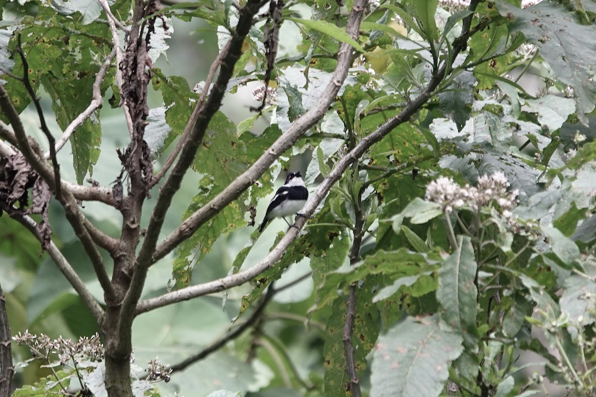 rwenzoriapalis - ML640222683