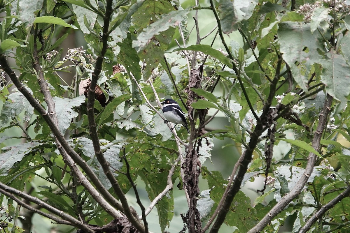 rwenzoriapalis - ML640222684