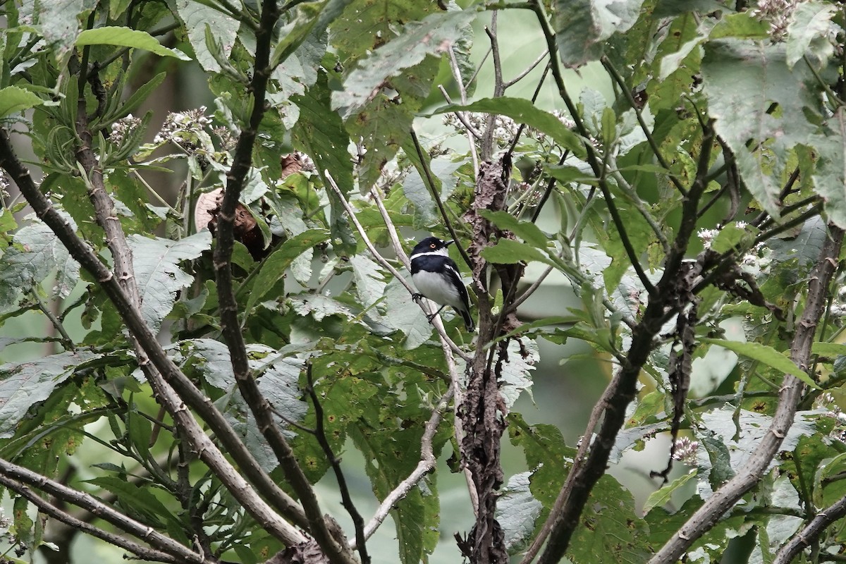 rwenzoriapalis - ML640222685