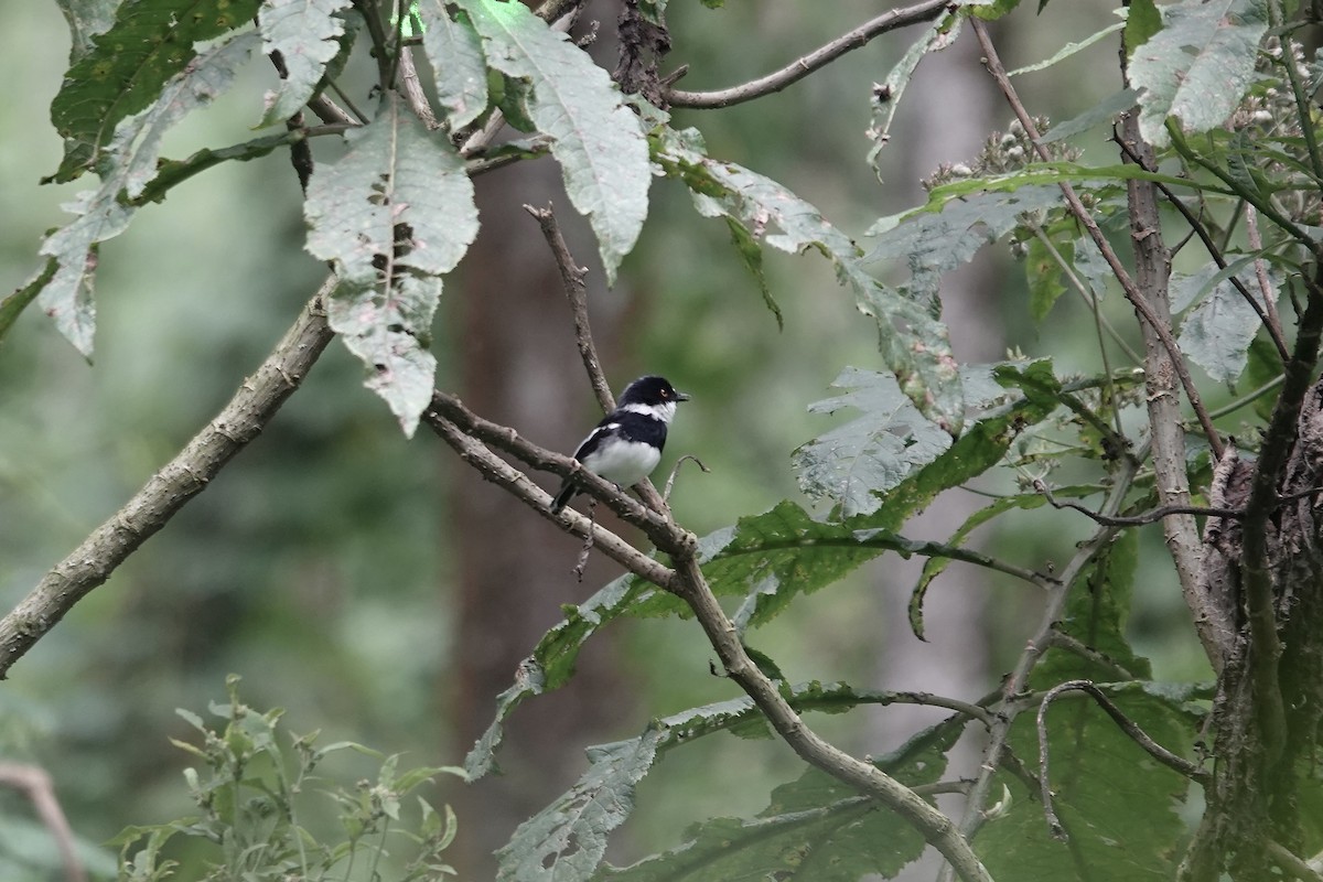 rwenzoriapalis - ML640222687