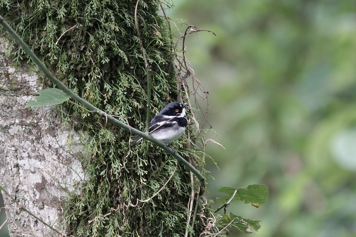 rwenzoriapalis - ML640222700