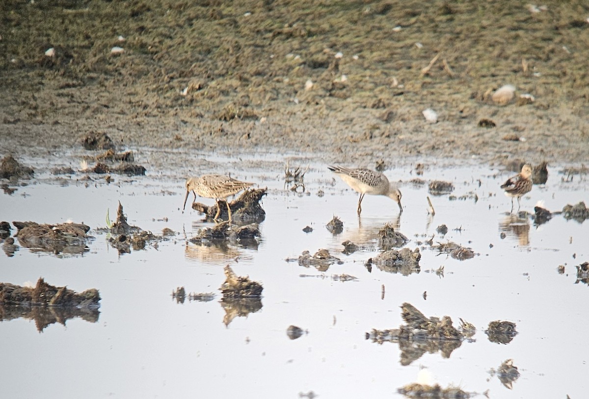 Stilt Sandpiper - ML640222753