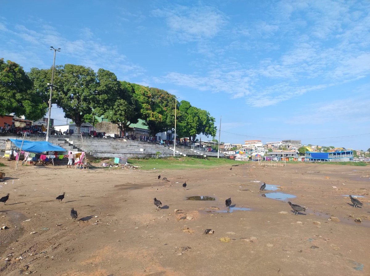 Black Vulture - ML640222758