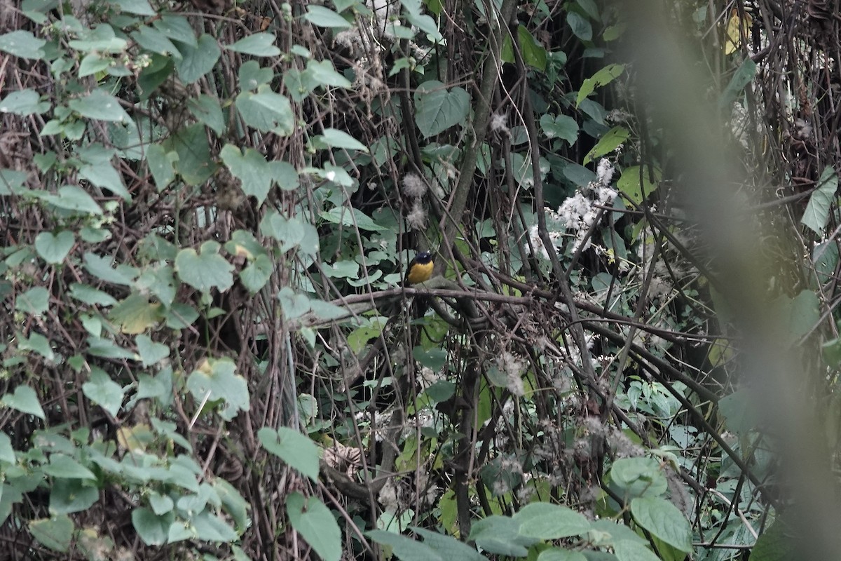 White-starred Robin - ML640222830