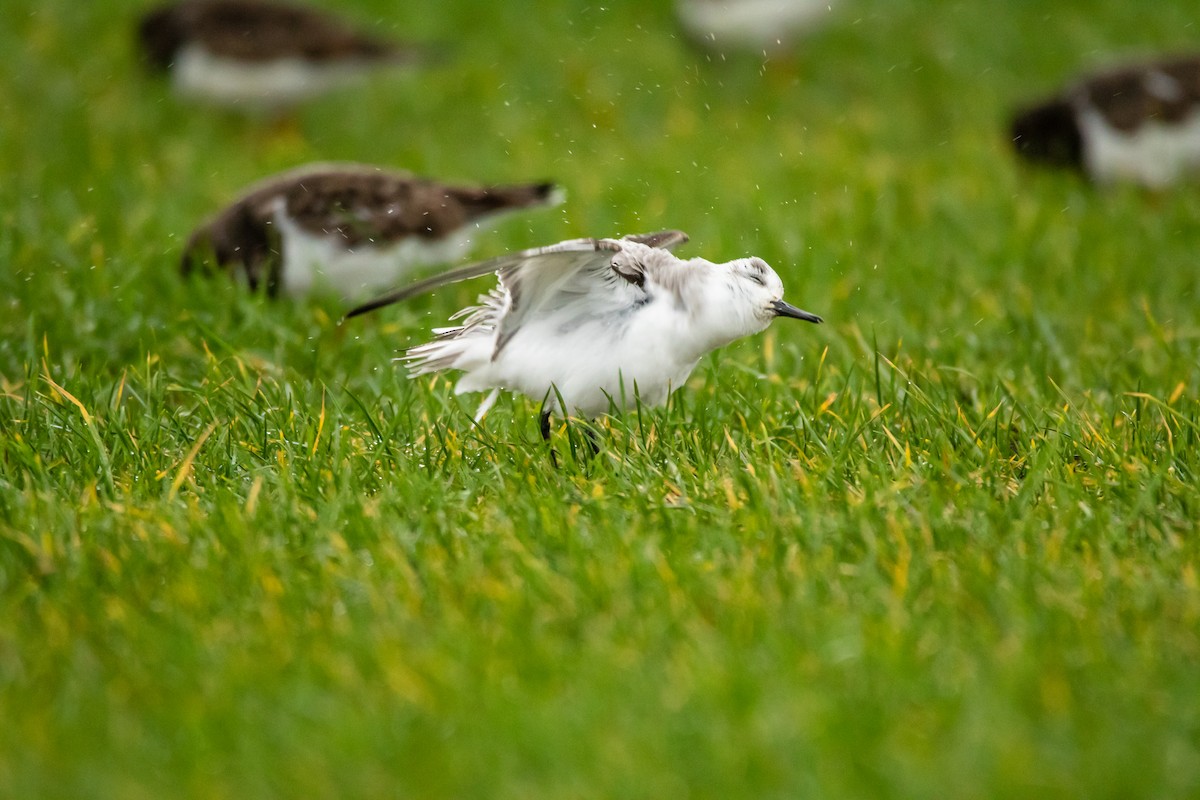Sanderling - ML640222921