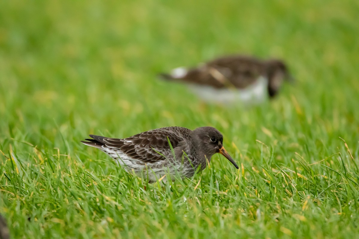 Purple Sandpiper - ML640222923
