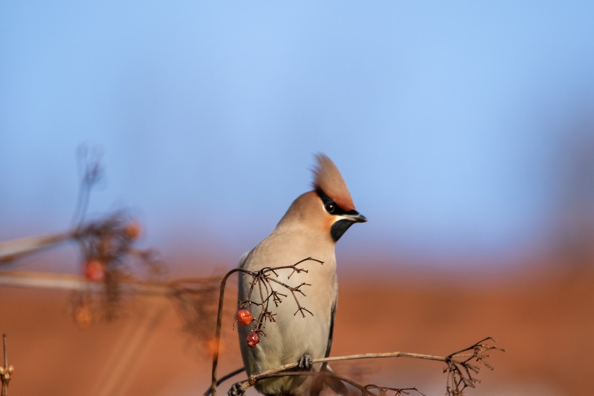 Bohemian Waxwing - ML640222951