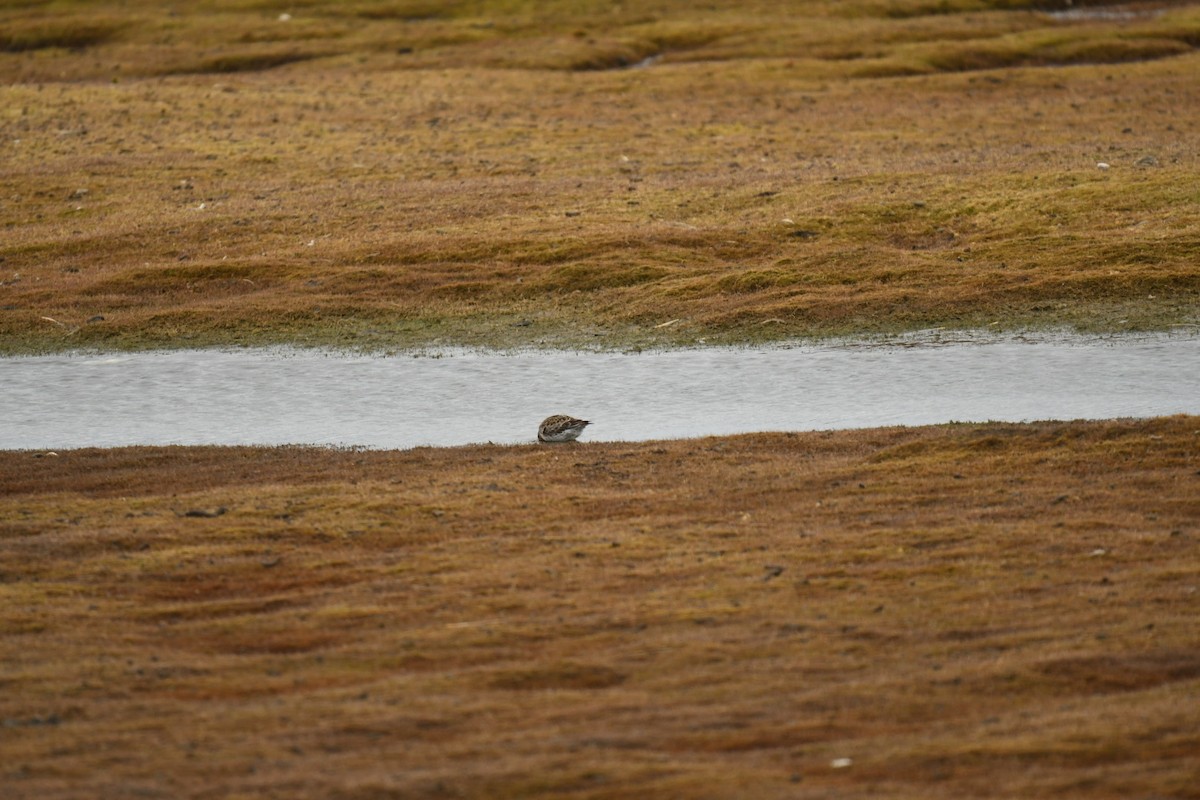 Purple Sandpiper - ML640222973