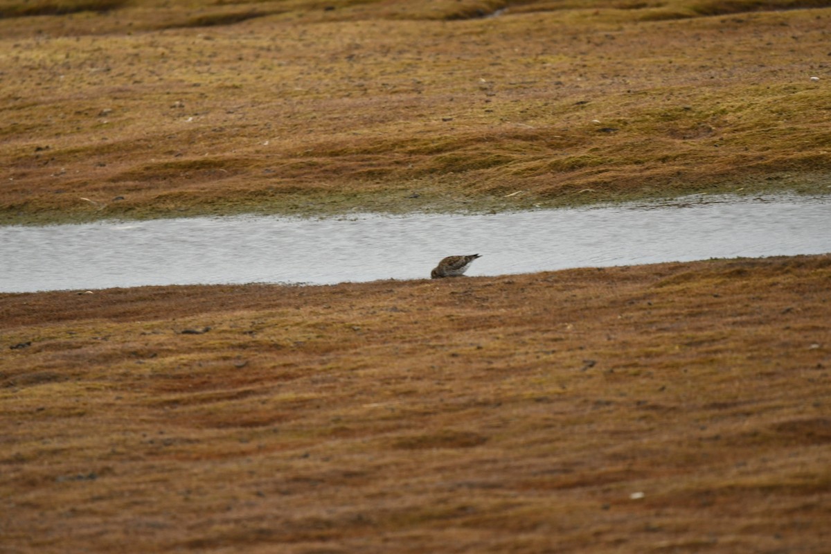 Purple Sandpiper - ML640222975