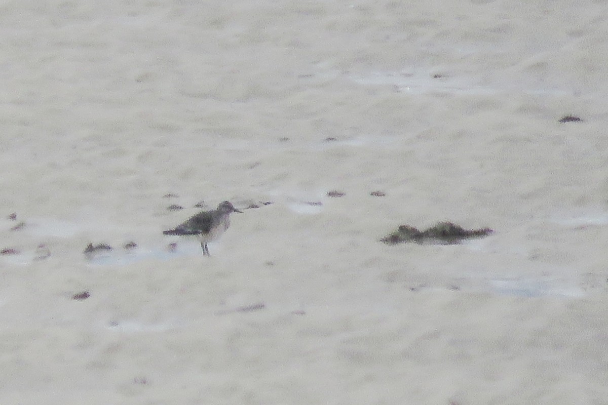 Scolopacidae sp. - ML640222976