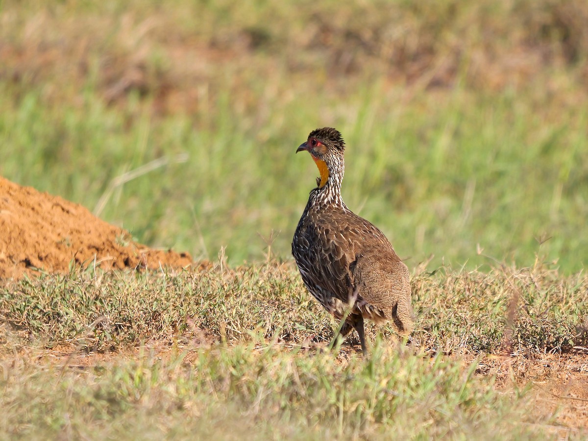 Yellow-necked Spurfowl - ML640222978