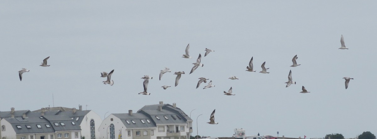 Mediterranean Gull - ML640222981