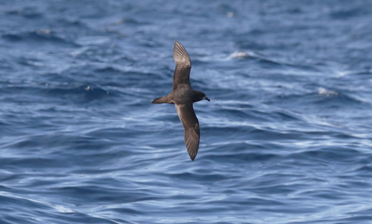 Petrel Carigrís - ML640222988