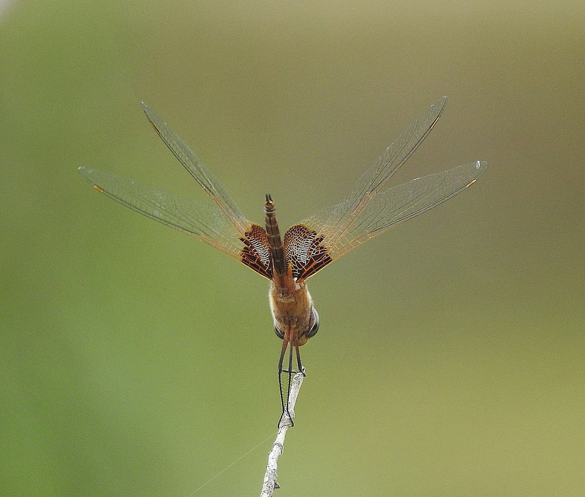 Red Saddlebags - ML640223112