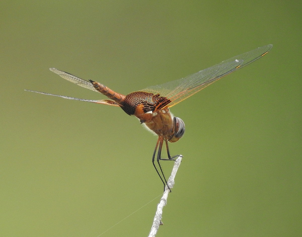 Red Saddlebags - ML640223113