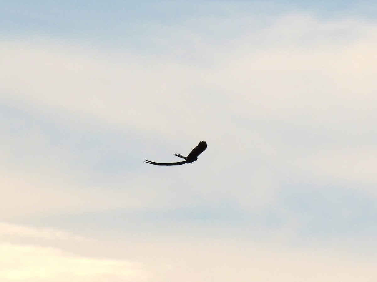 Long-tailed Widowbird - ML640223124