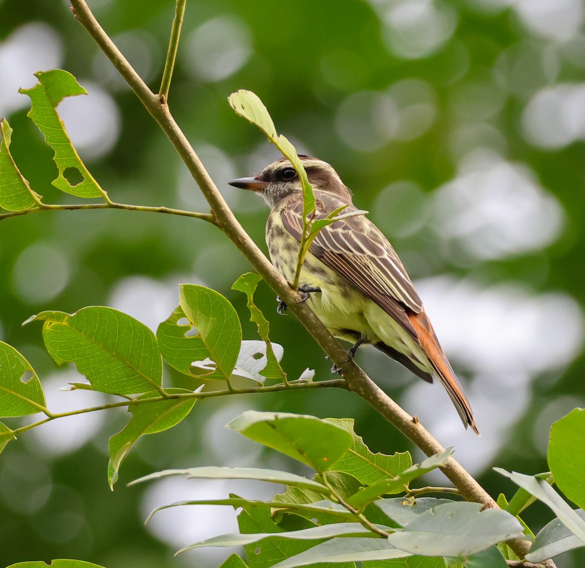 Piratic Flycatcher - ML640223125