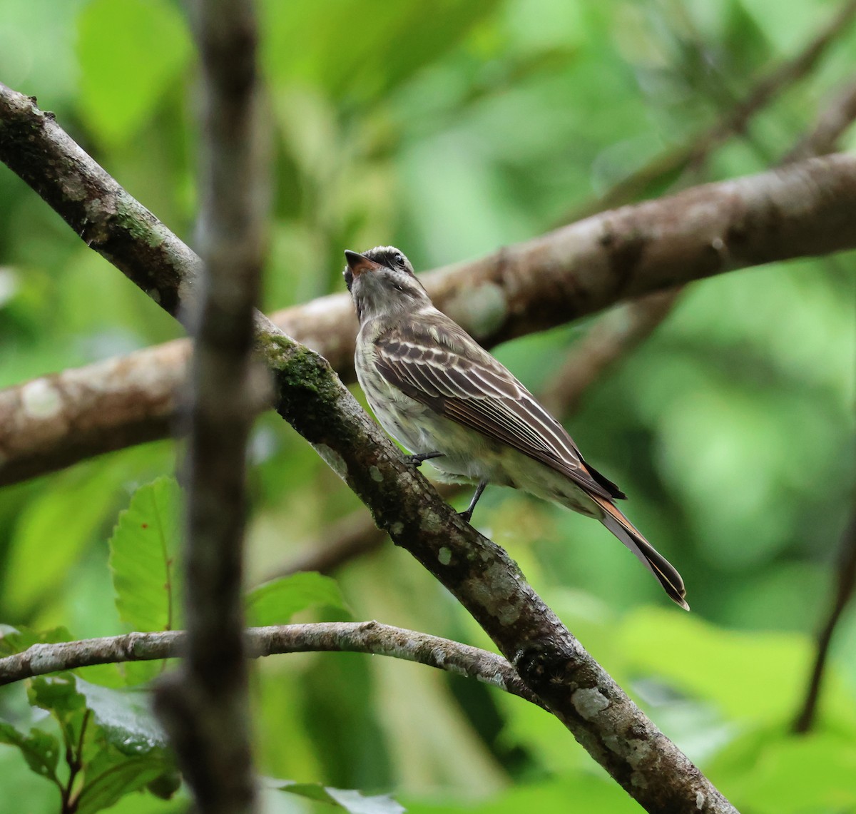 Piratic Flycatcher - ML640223126