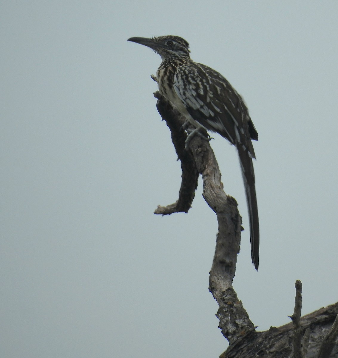 Greater Roadrunner - ML640223132