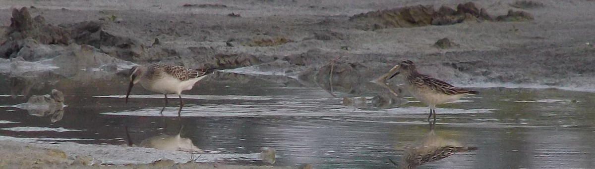 Broad-billed Sandpiper - ML640223136
