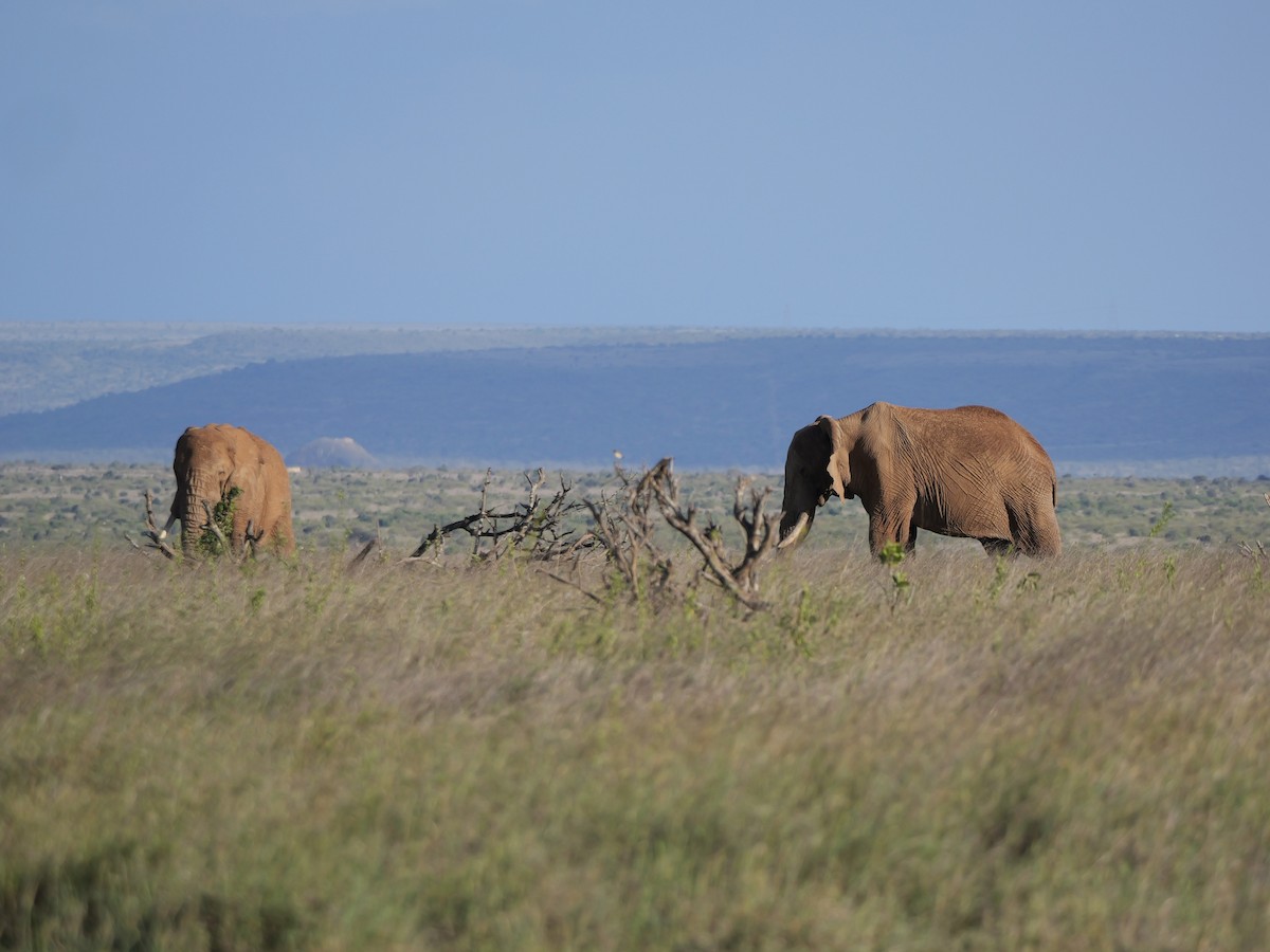 Elefante africano di savana - ML640223137