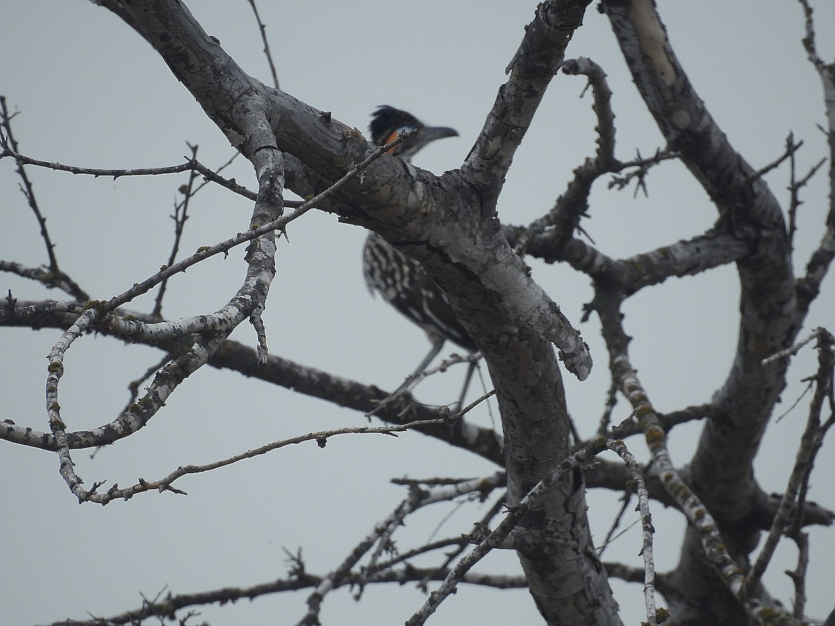Greater Roadrunner - ML640223138