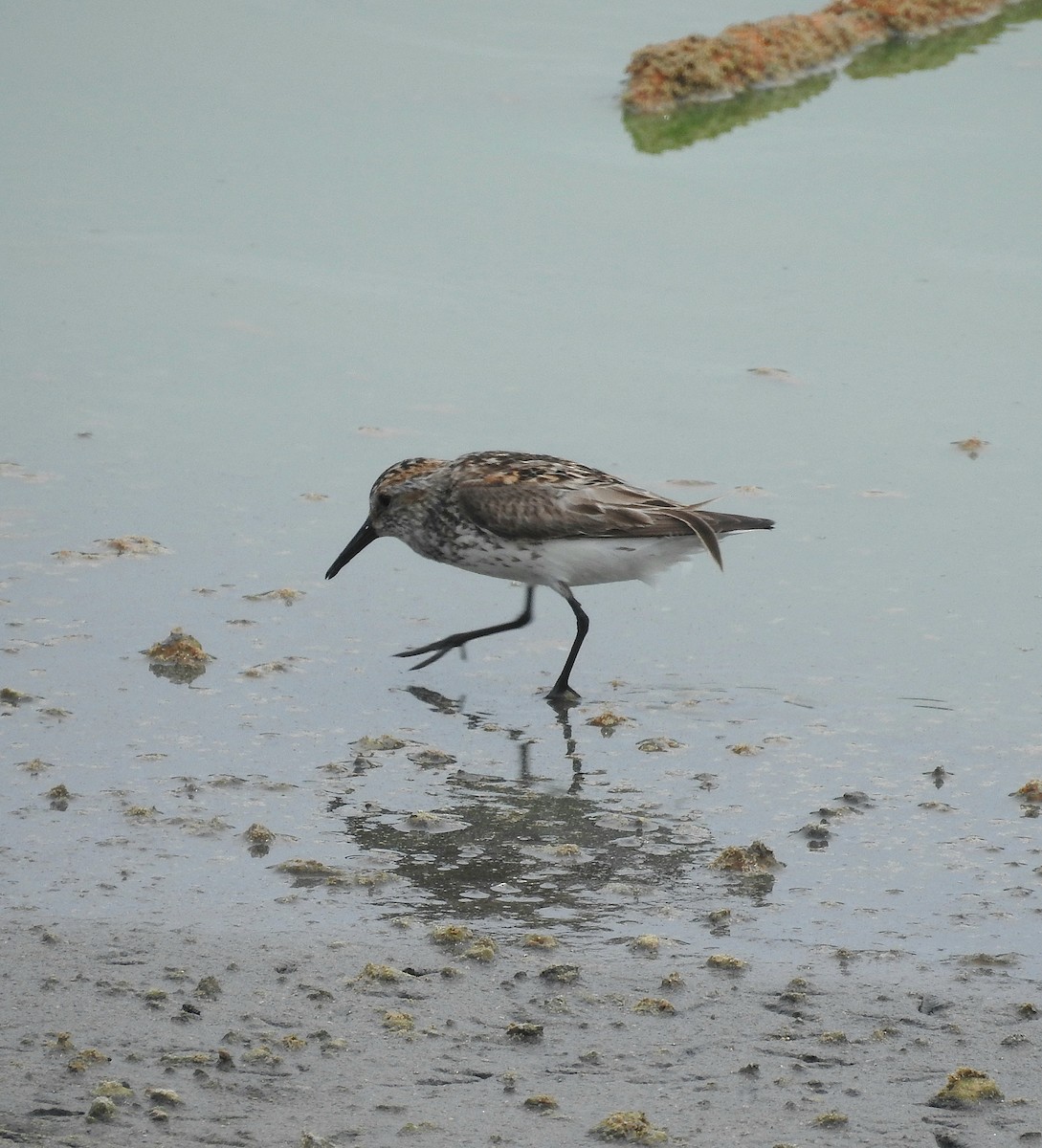 Western Sandpiper - ML640223141