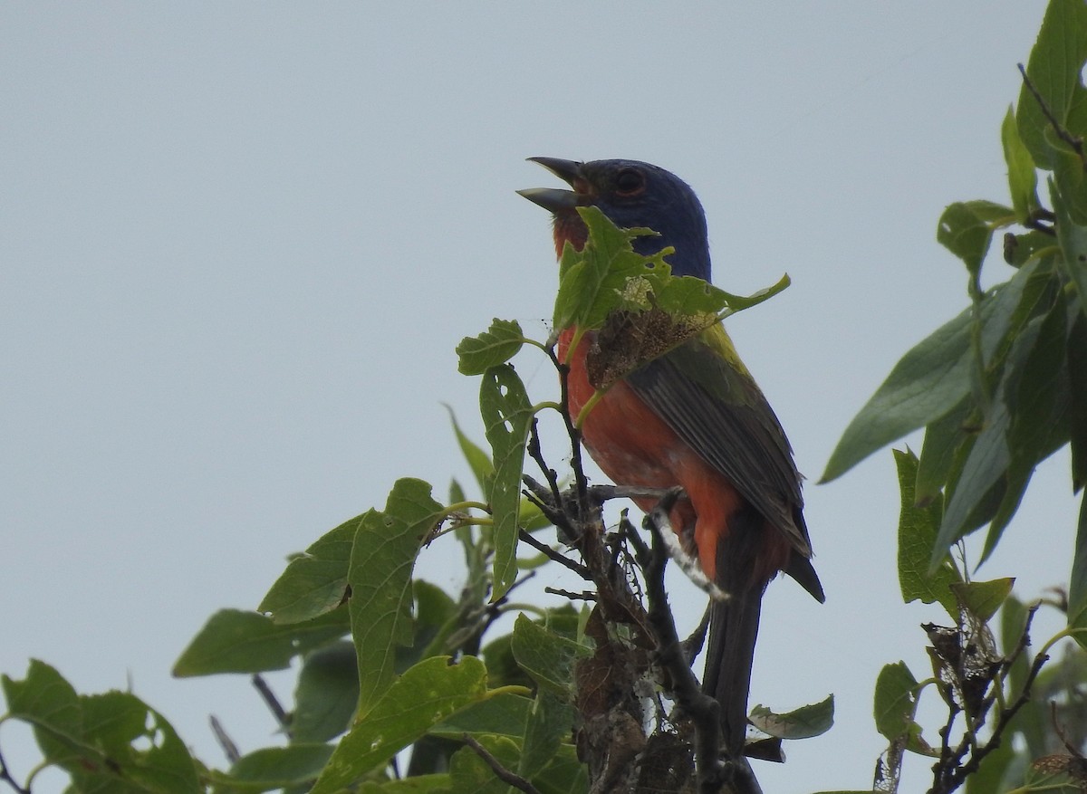 Painted Bunting - ML640223142