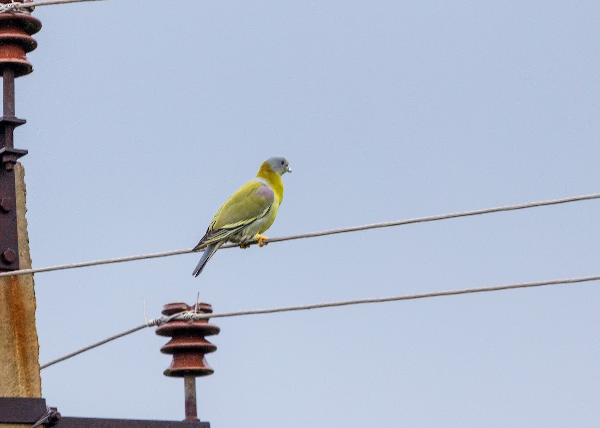 Yellow-footed Green-Pigeon - ML640223186