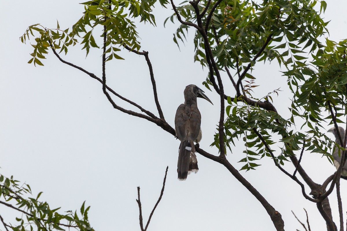 Indian Gray Hornbill - ML640223188