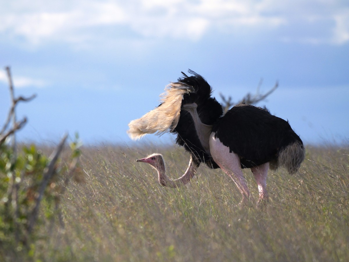 Common Ostrich - ML640223208