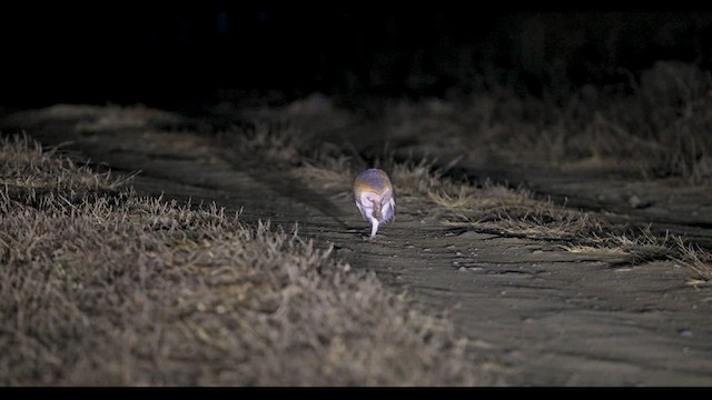 Сипуха західна - ML640223230