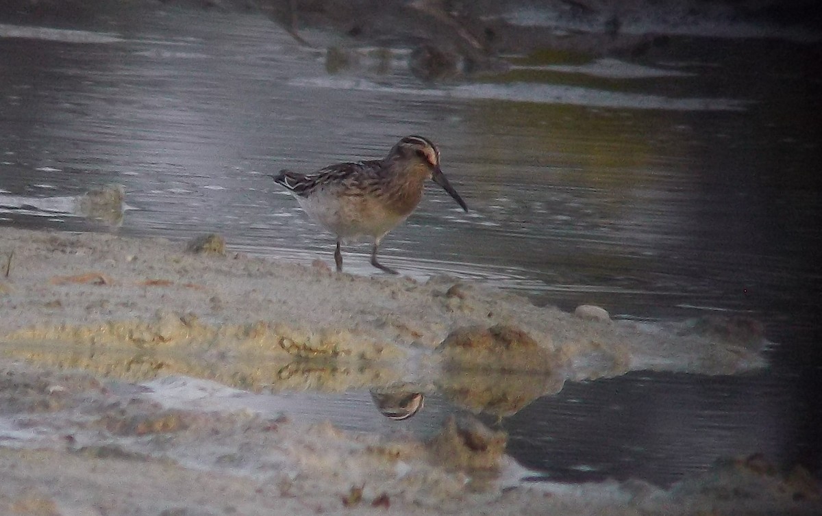 Broad-billed Sandpiper - ML640223250