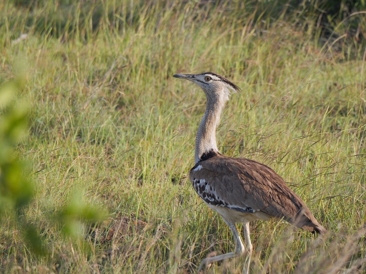 Kori Bustard - ML640223282
