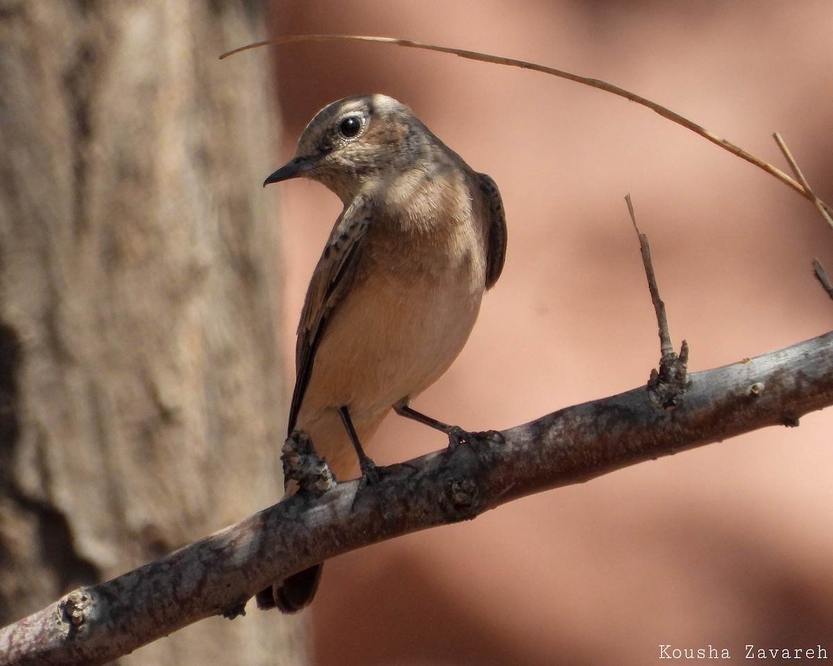 Eastern Black-eared Wheatear - ML640223295