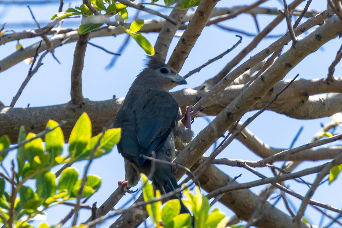 Red-faced Mousebird - ML640223308