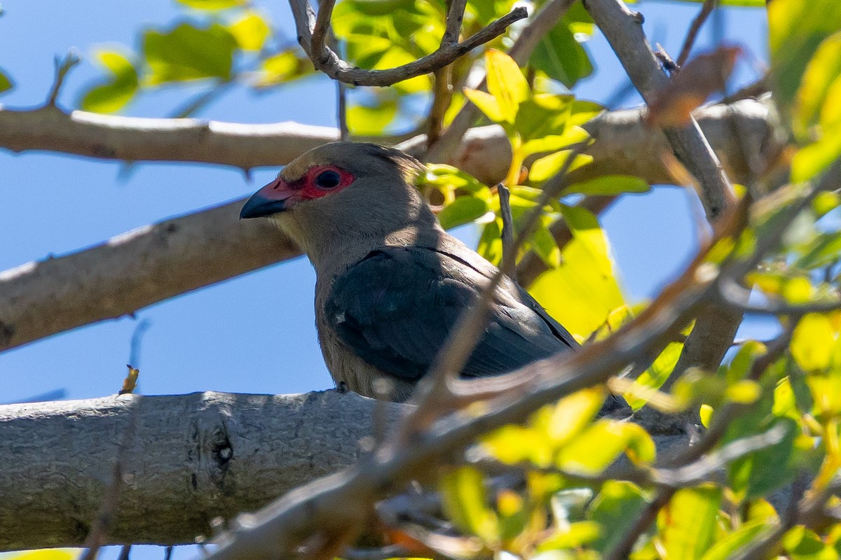 Red-faced Mousebird - ML640223309