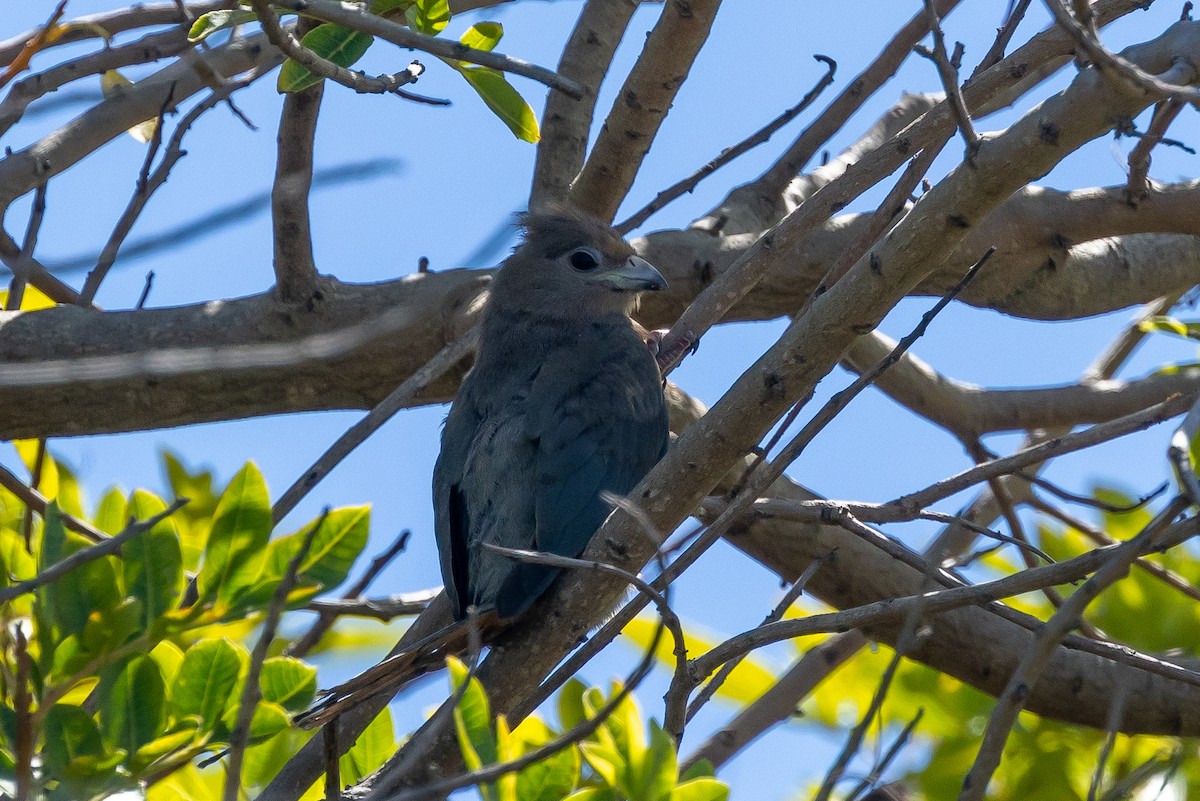 Red-faced Mousebird - ML640223310