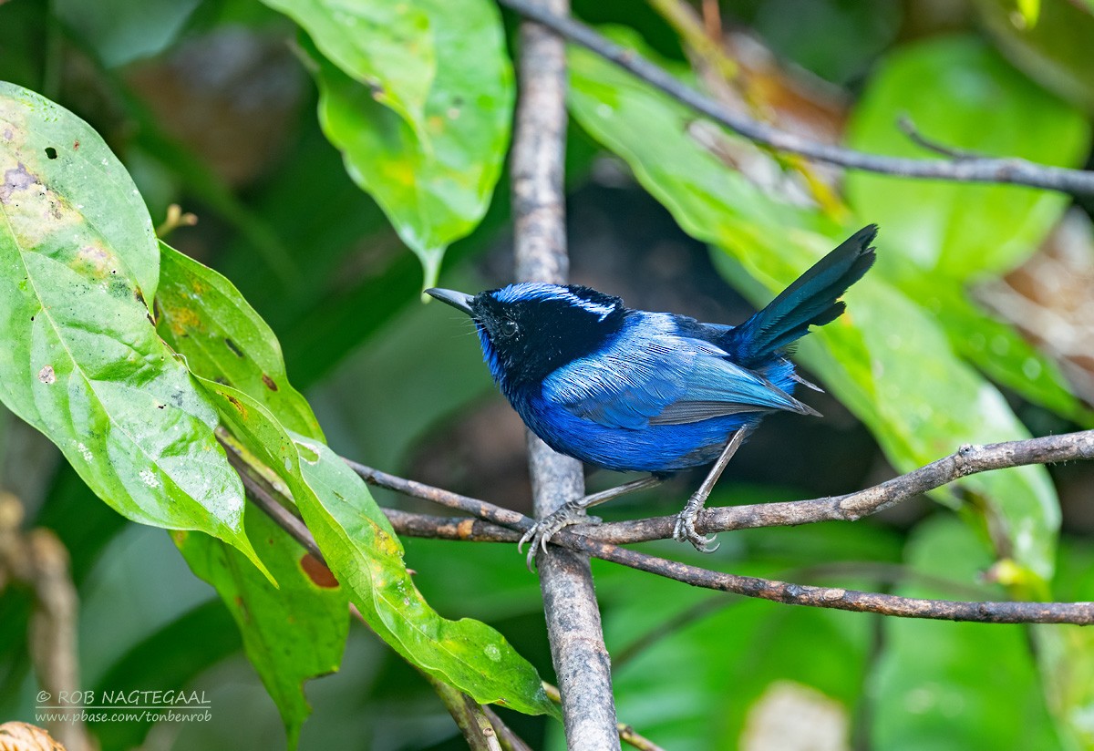 Emperor Fairywren - ML640223322