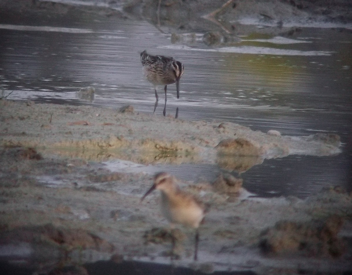 Broad-billed Sandpiper - ML640223324