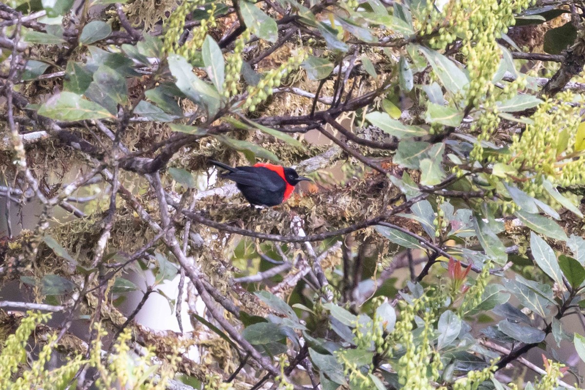Red-collared Myzomela - ML640223338