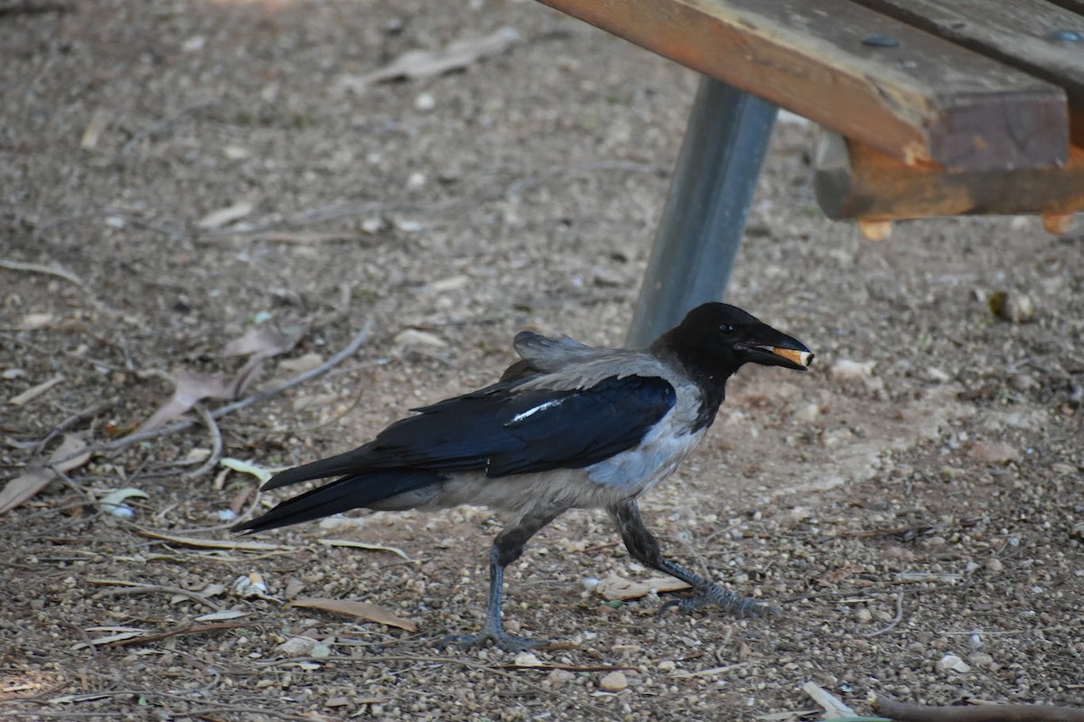 Hooded Crow - ML640223343
